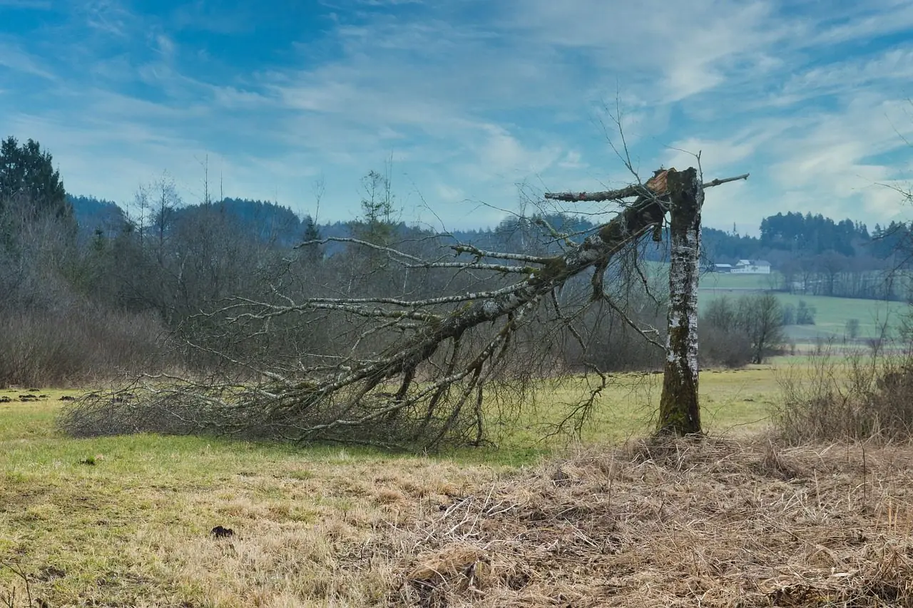 A tree in an open field snapped partway up, its top lying on the grass