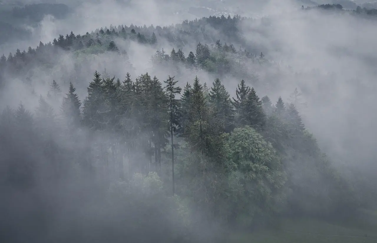 Dark conifer trees on a hillside half hidden in low fog