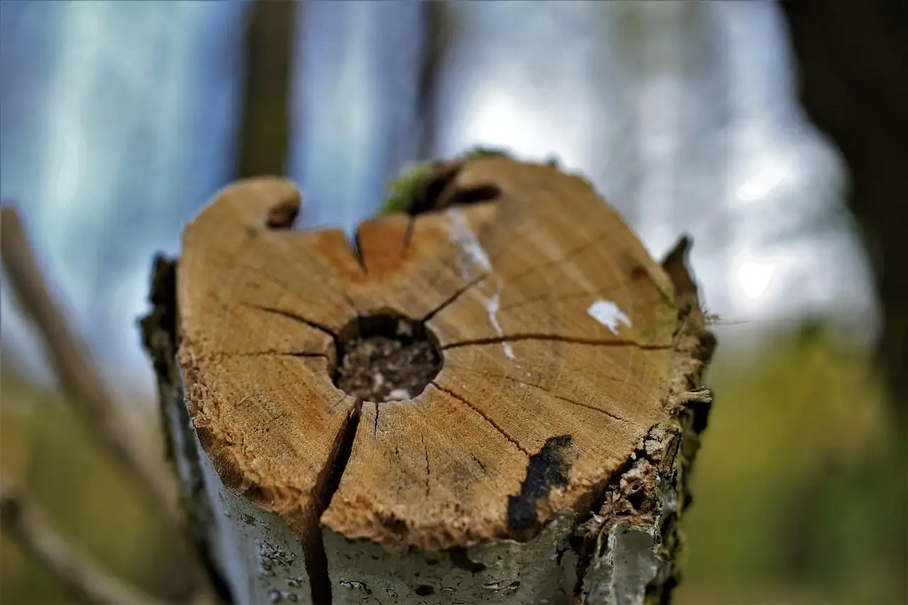 A small trunk sawn straight across, leaving a cracked, flat-topped stub