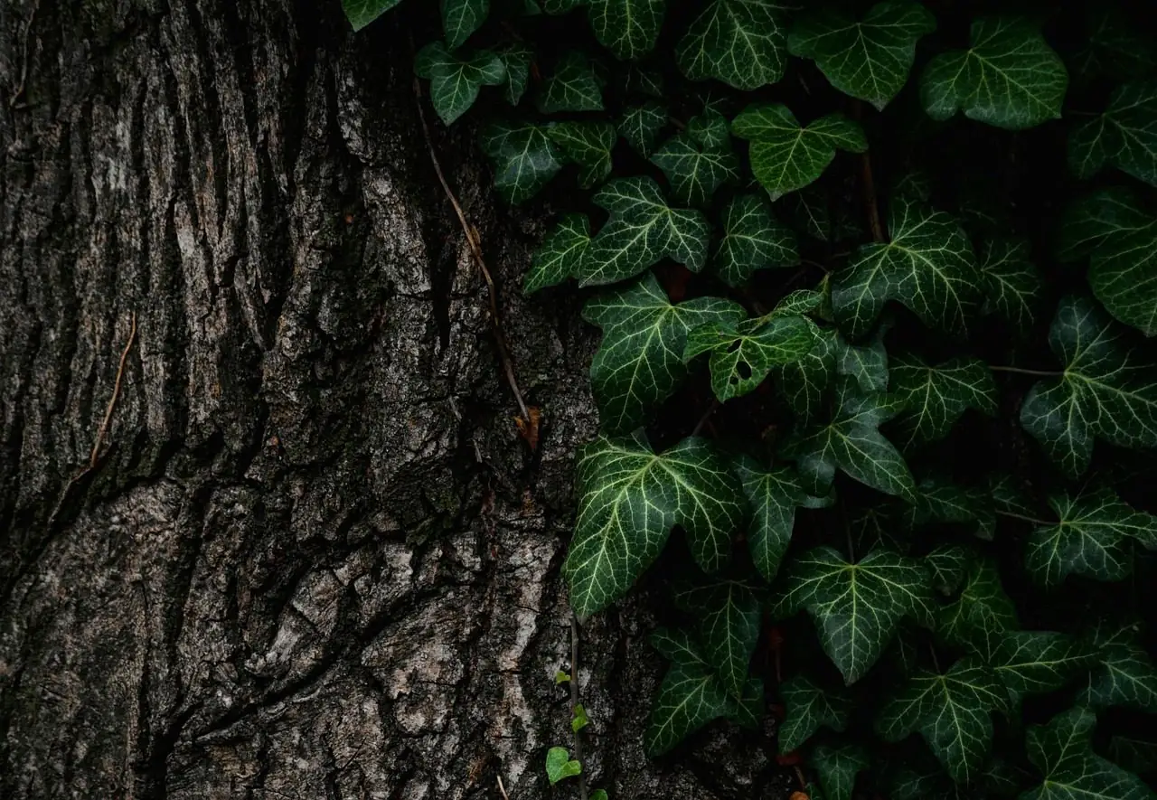 Close view of rough tree bark with dark green ivy leaves growing over it