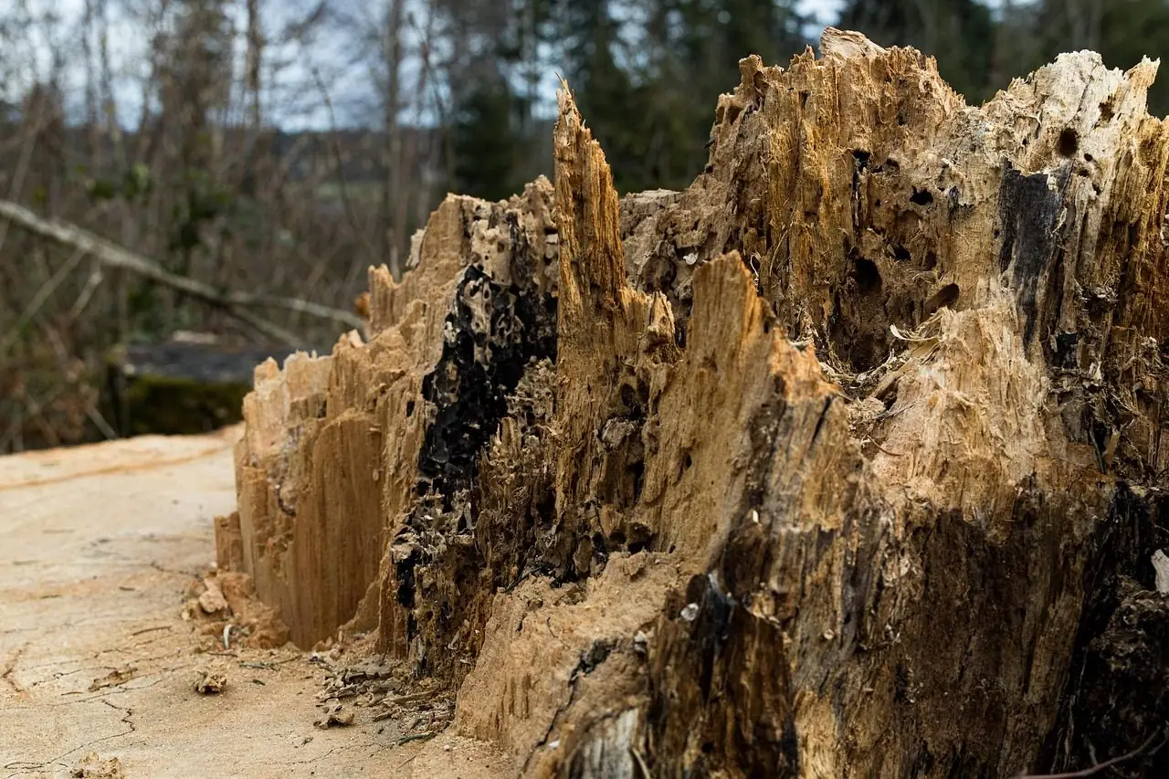 A large, decaying stump with splintered, hollowed wood