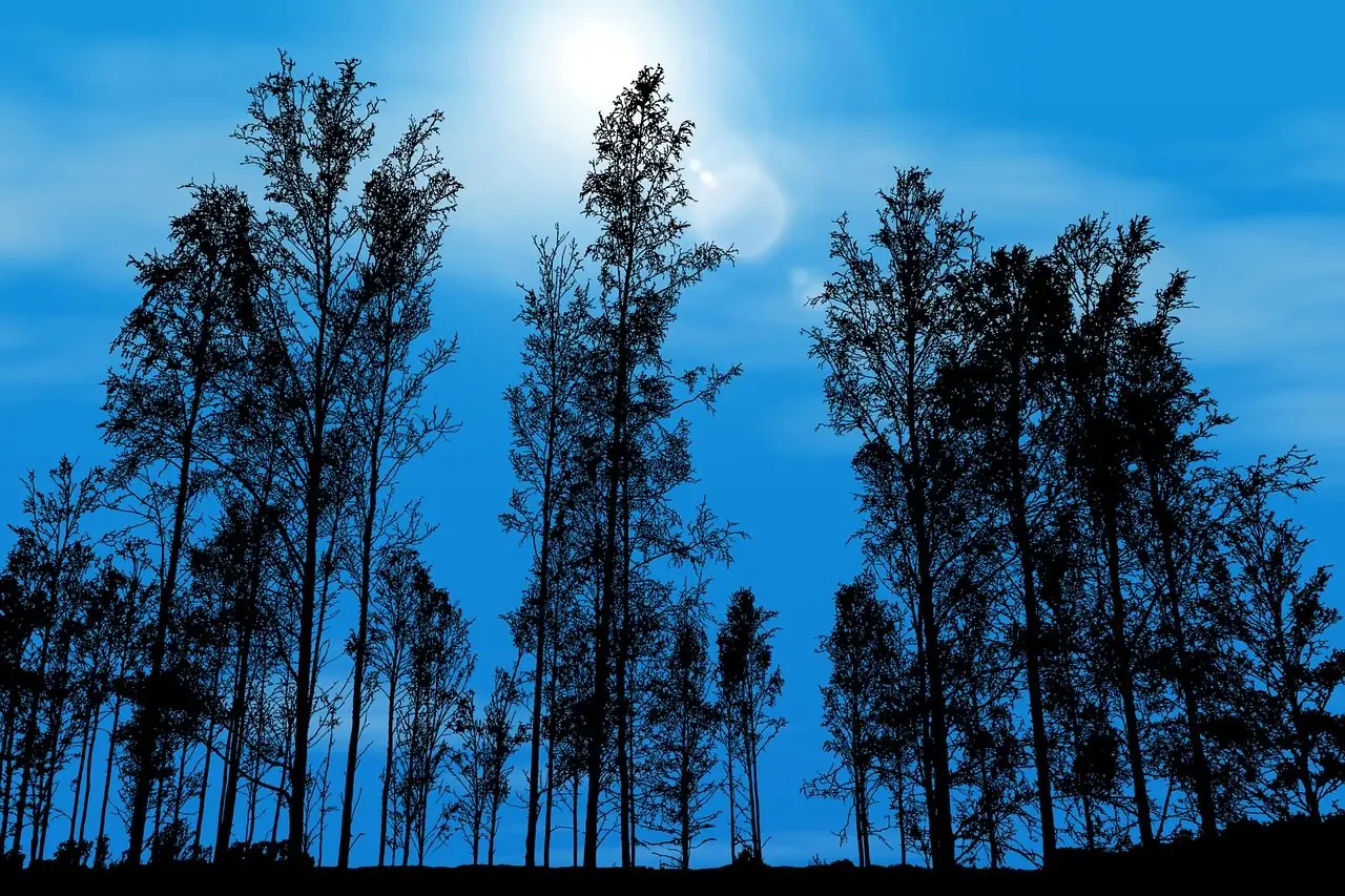 Tall, thin trees silhouetted against a bright blue sky