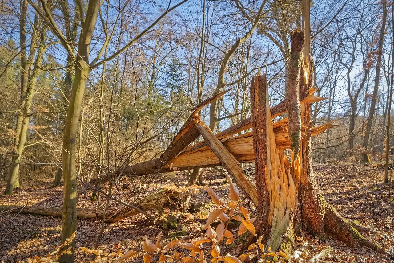 A tree trunk splintered and snapped by wind in a leafless wood
